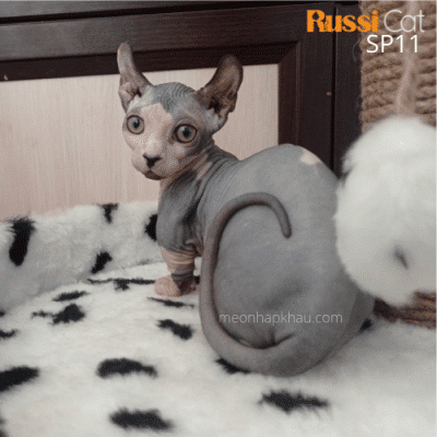 Mèo không lông (mèo Ai Cập), cái nhập Nga