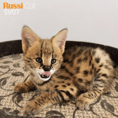 Mèo serval nhập Nga