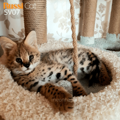 Mèo serval nhập Nga