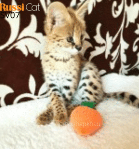 Mèo serval nhập Nga