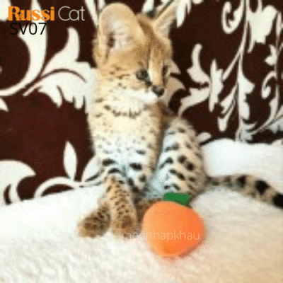 Mèo serval nhập Nga