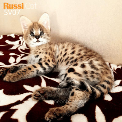 Mèo serval nhập Nga