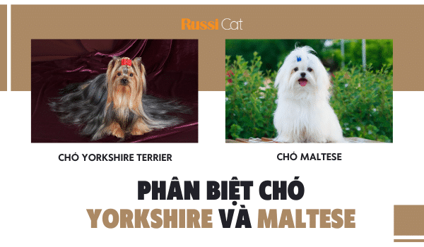 Phân biệt chó Yorkshire và chó Maltese