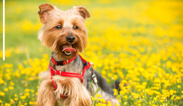 Phân biệt chó Yorkshire và chó Maltese