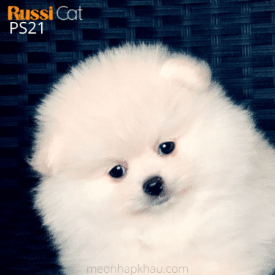 Phốc sóc cái nhập Nga