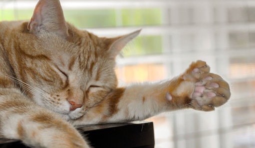 mèo polydactyl là gì?