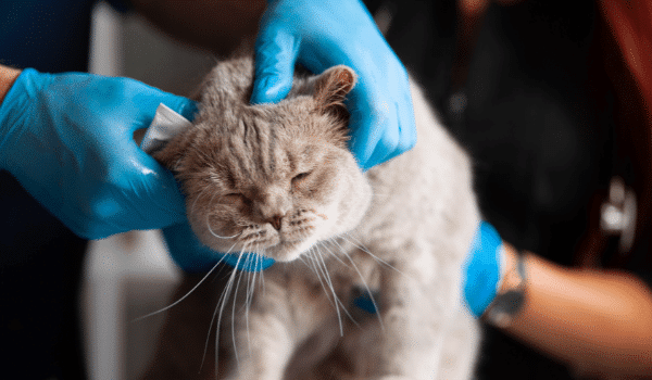Cách rửa vết thương cho mèo