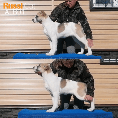 Chó Alabai nhập Nga - RussiCat