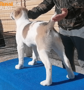 Chó Alabai nhập Nga - RussiCat