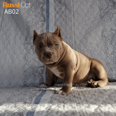 Chó Bully Mỹ nhập Nga