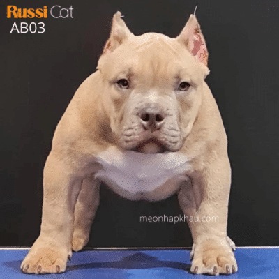 Chó Bully Mỹ nhập Nga, đực