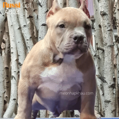 Chó Bully Mỹ nhập Nga, đực