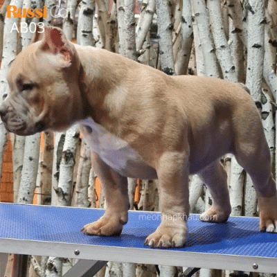 Chó Bully Mỹ nhập Nga, đực