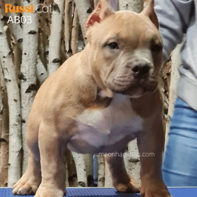Chó Bully Mỹ nhập Nga, đực