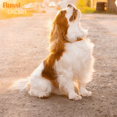 Chó Cavalier King Charles Spaniel nhập Nga