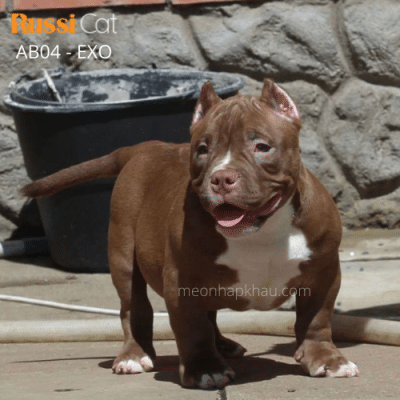 Chó Exotic Bully nhập Nga