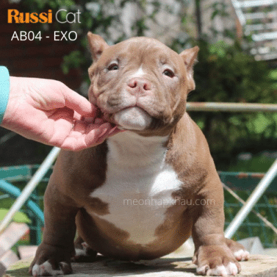Chó Exotic Bully nhập Nga