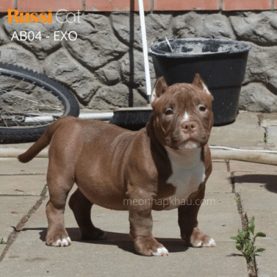 Chó Exotic Bully nhập Nga