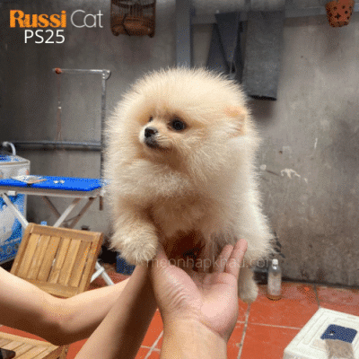 Chó Phốc sóc nhập Nga