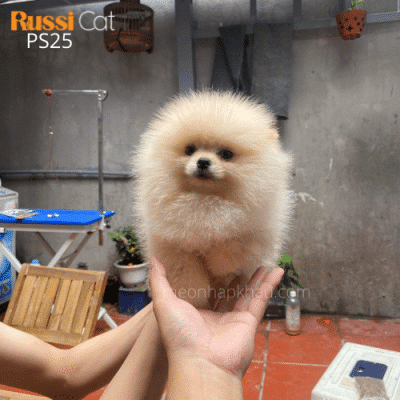 Chó Phốc sóc nhập Nga