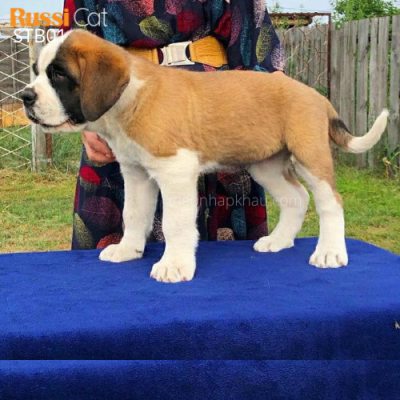 Chó Saint Bernard nhập Nga