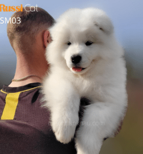 Chó Samoyed nhập Nga
