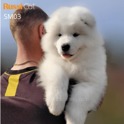 Chó Samoyed nhập Nga