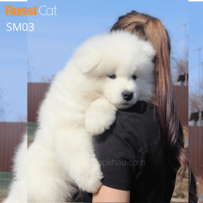 Chó Samoyed nhập Nga