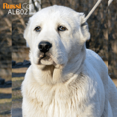 Chó alabai nhập Nga