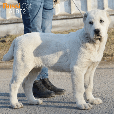 Chó alabai nhập Nga