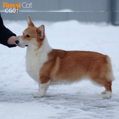 Chó corgi nhập Nga