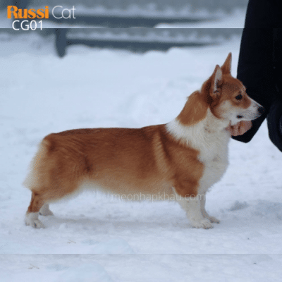 Chó corgi nhập Nga
