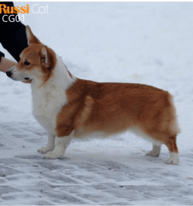 Chó corgi nhập Nga