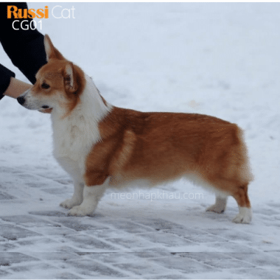 Chó corgi nhập Nga