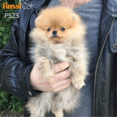 Chó phốc sóc nhập Nga