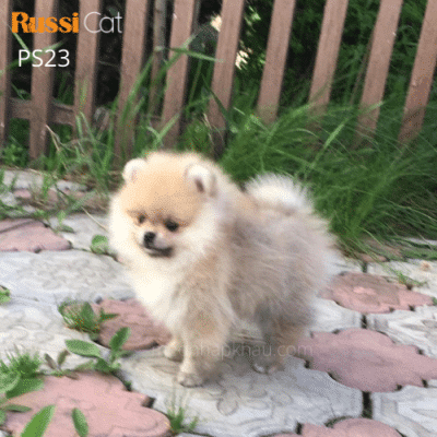 Chó phốc sóc nhập Nga