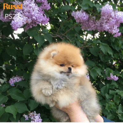 Chó phốc sóc nhập Nga