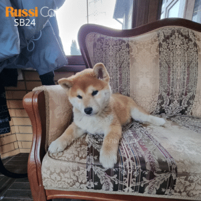 Chó shiba inu red nhập Nga