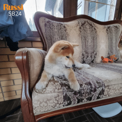 Chó shiba inu red nhập Nga