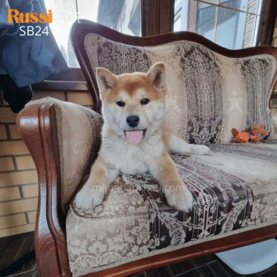Chó shiba inu red nhập Nga