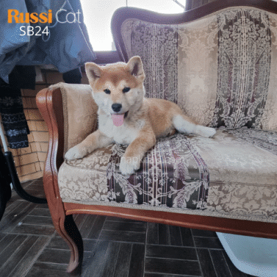 Chó shiba inu red nhập Nga