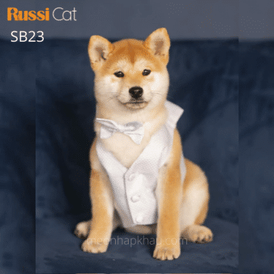 Chó shiba nhập Nga