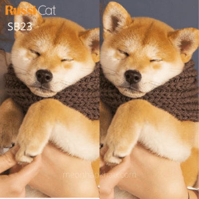 Chó shiba nhập Nga