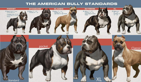 Kích cỡ chó Bully