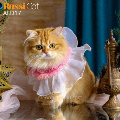 Mèo Anh lông dài Golden ny12