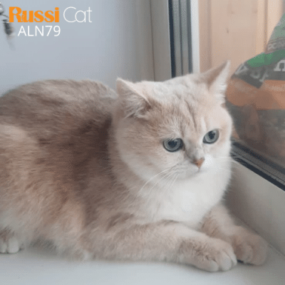 Mèo Anh lông ngắn Golden ay12