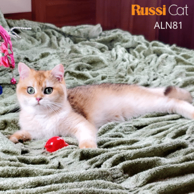 Mèo Anh lông ngắn ny12 cái