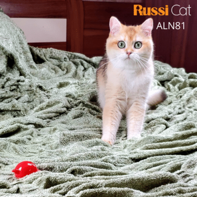 Mèo Anh lông ngắn ny12 cái