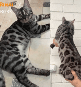 Mèo Bengal charcoal nhập Nga