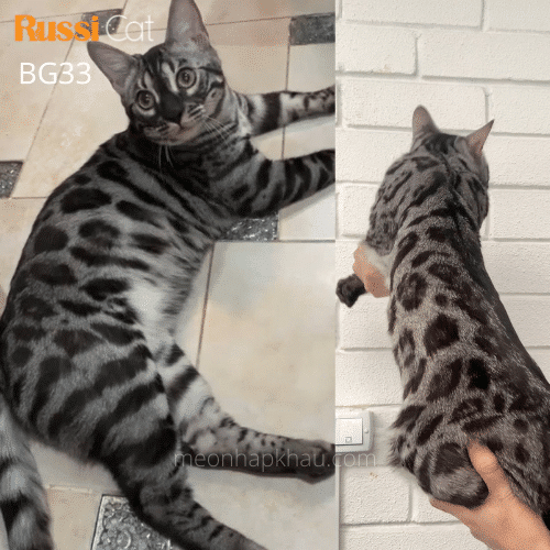 Mèo Bengal charcoal nhập Nga